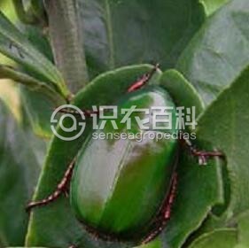 柑橘黄叶症状示例2
