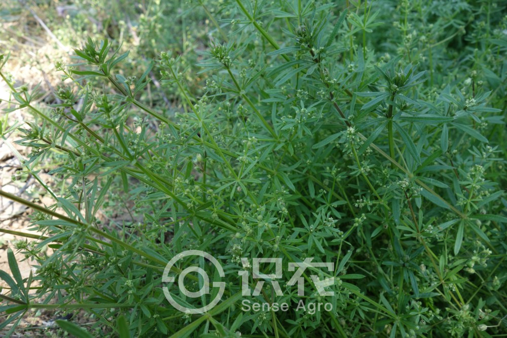 柑橘黄叶症状示例3