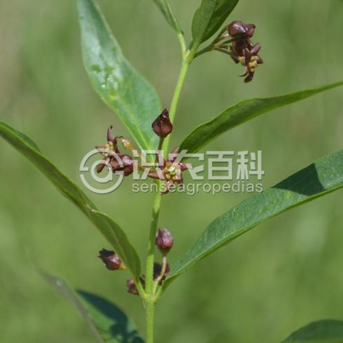 柑橘黄叶症状示例1