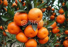 柑橘黄叶症状示例0