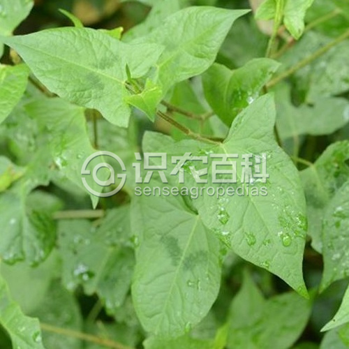柑橘黄叶症状示例2