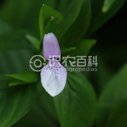 柑橘黄叶症状示例5