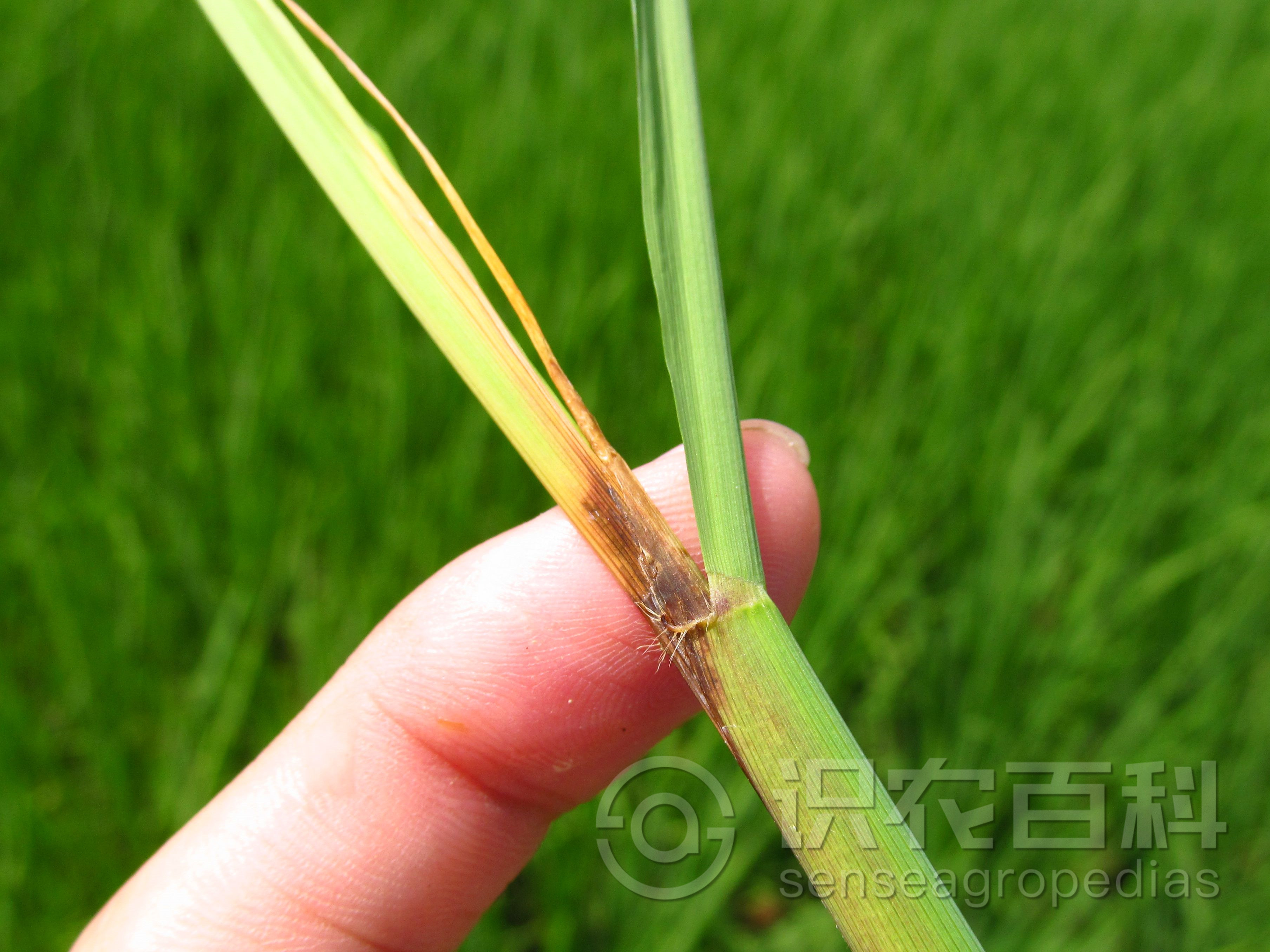 柑橘黄叶症状示例2