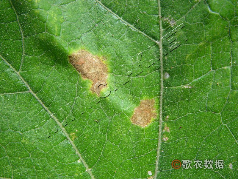 柑橘黄叶症状示例1