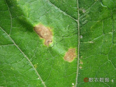 南瓜斑点病