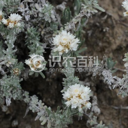柑橘黄叶症状示例3