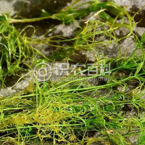 柑橘黄叶症状示例2