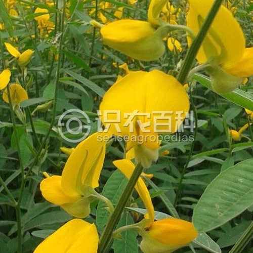 柑橘黄叶症状示例2