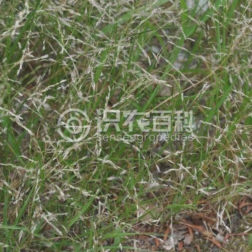 柑橘黄叶症状示例2