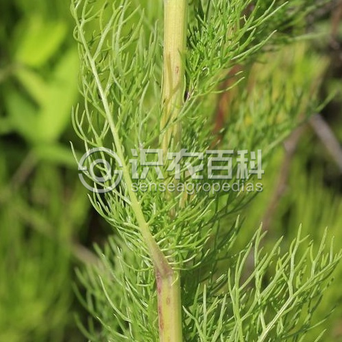 柑橘黄叶症状示例3