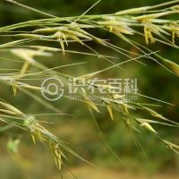 柑橘黄叶症状示例0