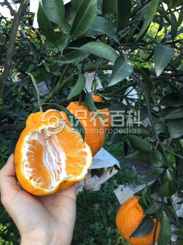 柑橘黄叶症状示例1