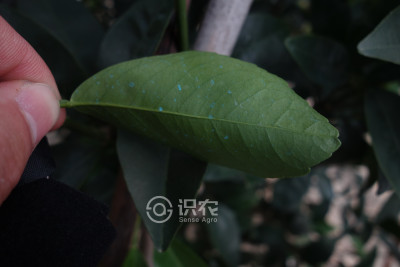 柑橘