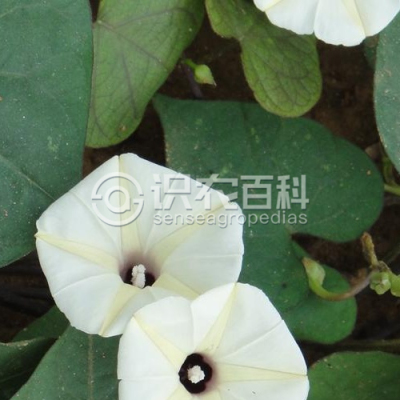 小心叶薯