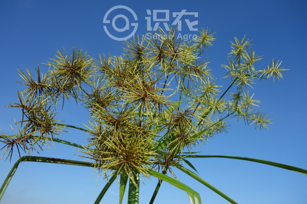 柑橘黄叶症状示例1