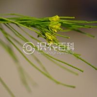 柑橘黄叶症状示例0