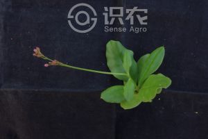 柑橘黄叶症状示例0