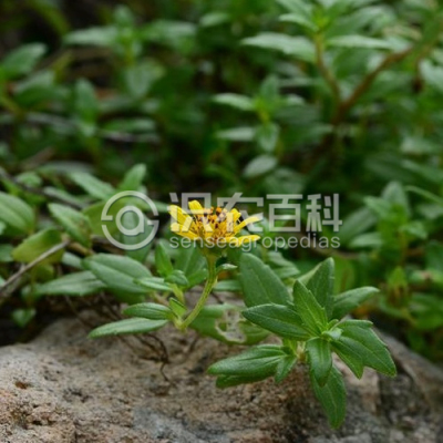卤地菊