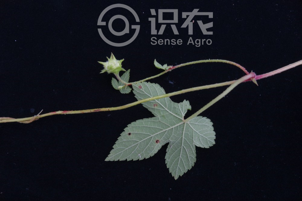 柑橘黄叶症状示例6