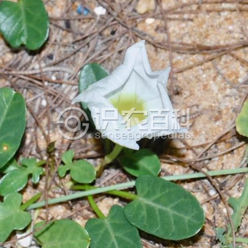 柑橘黄叶症状示例2
