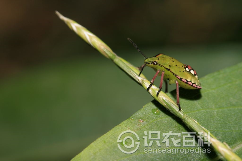 柑橘黄叶症状示例0