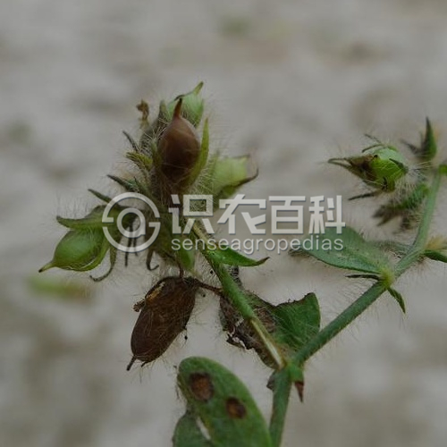 柑橘黄叶症状示例2