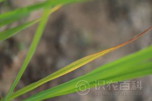 柑橘黄叶症状示例0