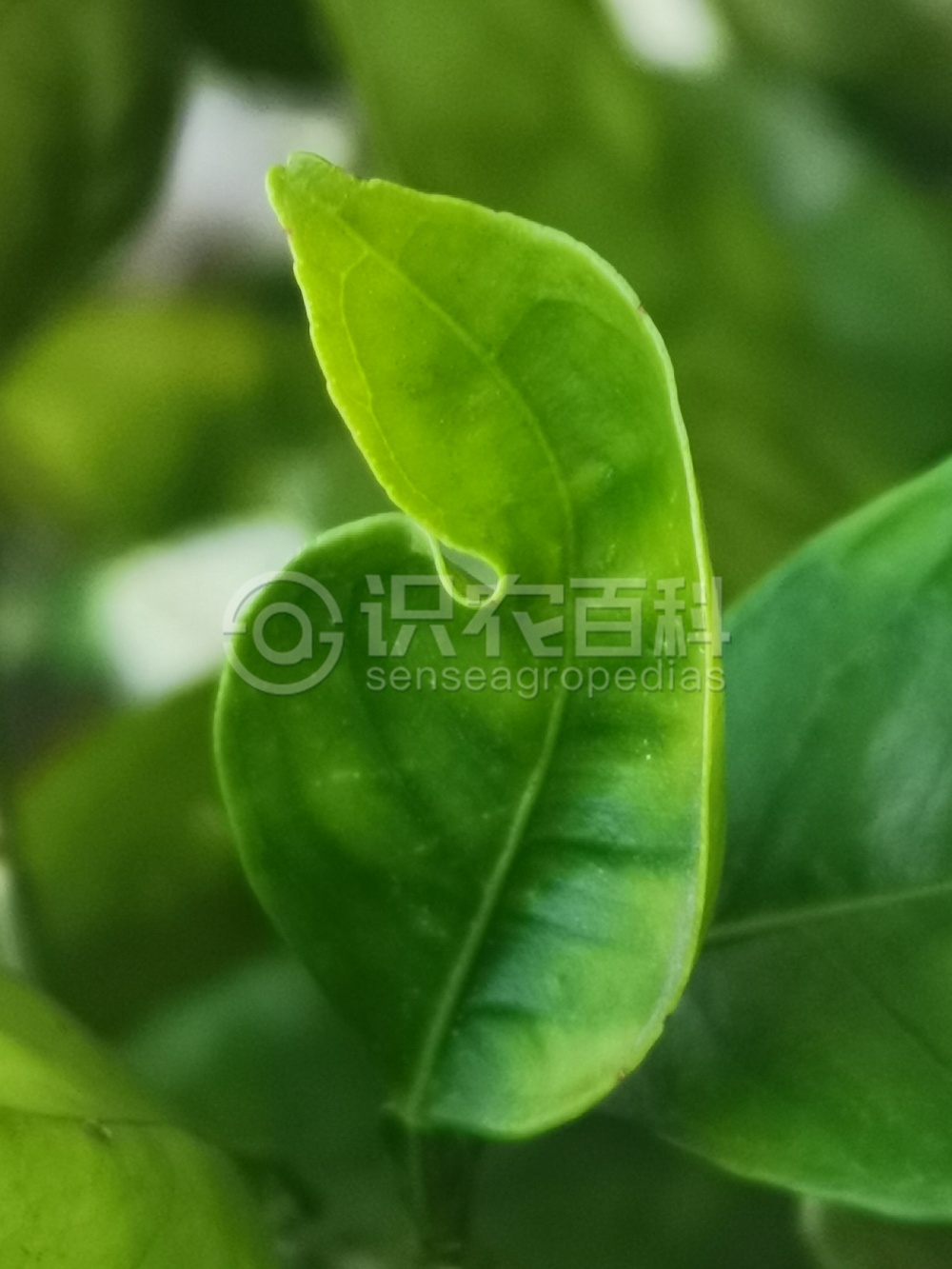 柑橘黄叶症状示例3