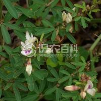 柑橘黄叶症状示例0