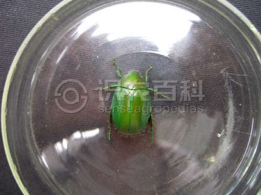 柑橘黄叶症状示例2