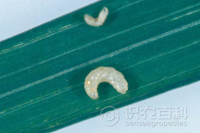 柑橘黄叶症状示例2