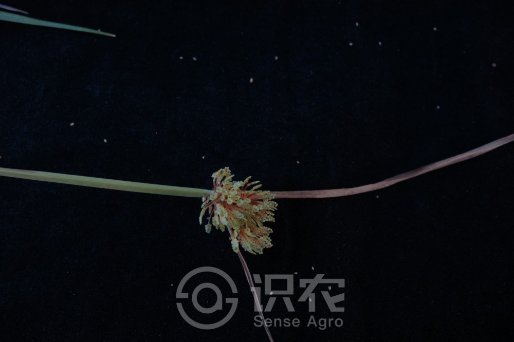 柑橘黄叶症状示例2
