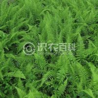 柑橘黄叶症状示例0