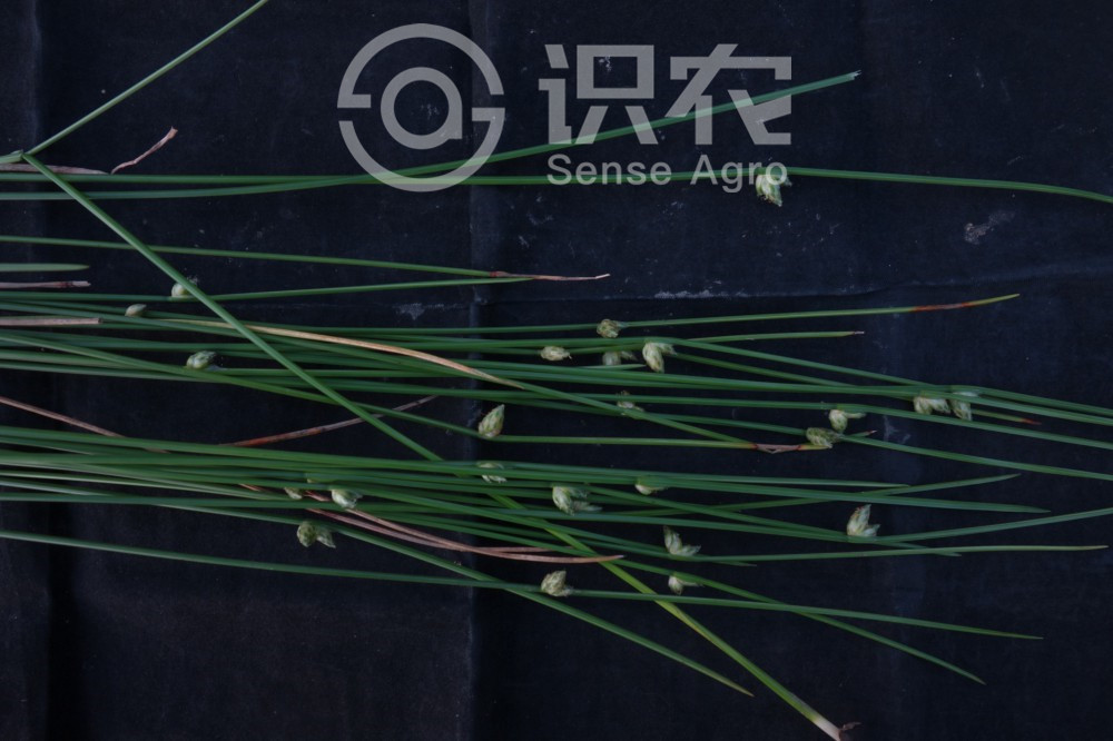 柑橘黄叶症状示例1