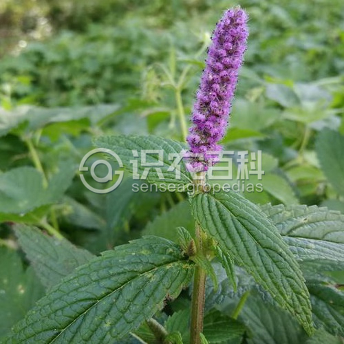 柑橘黄叶症状示例1