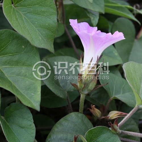 柑橘黄叶症状示例2