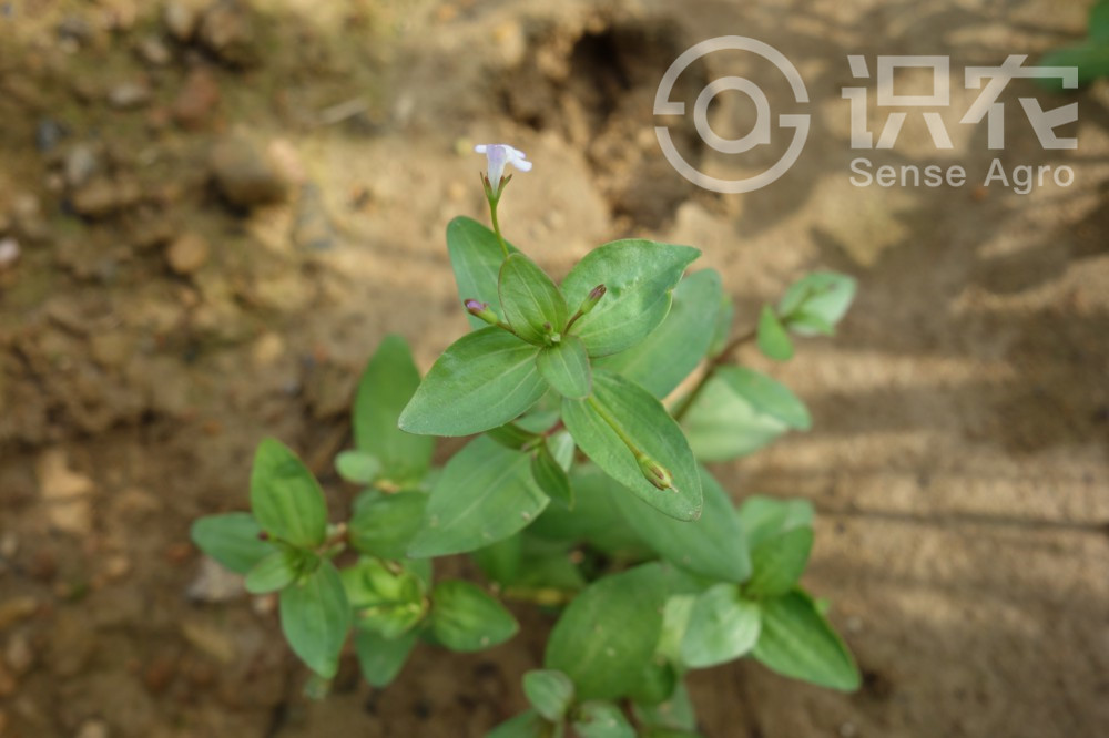 柑橘黄叶症状示例1