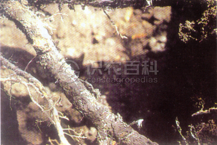 柑橘黄叶症状示例3