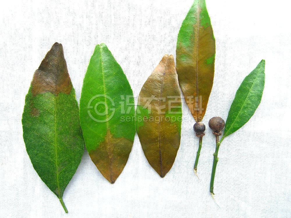 柑橘黄叶症状示例2