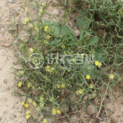 黄花补血草