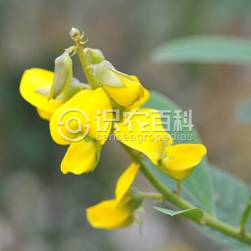柑橘黄叶症状示例2