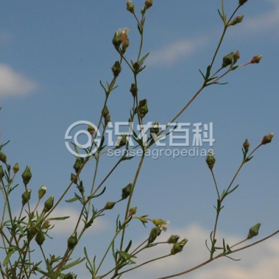 地蔷薇