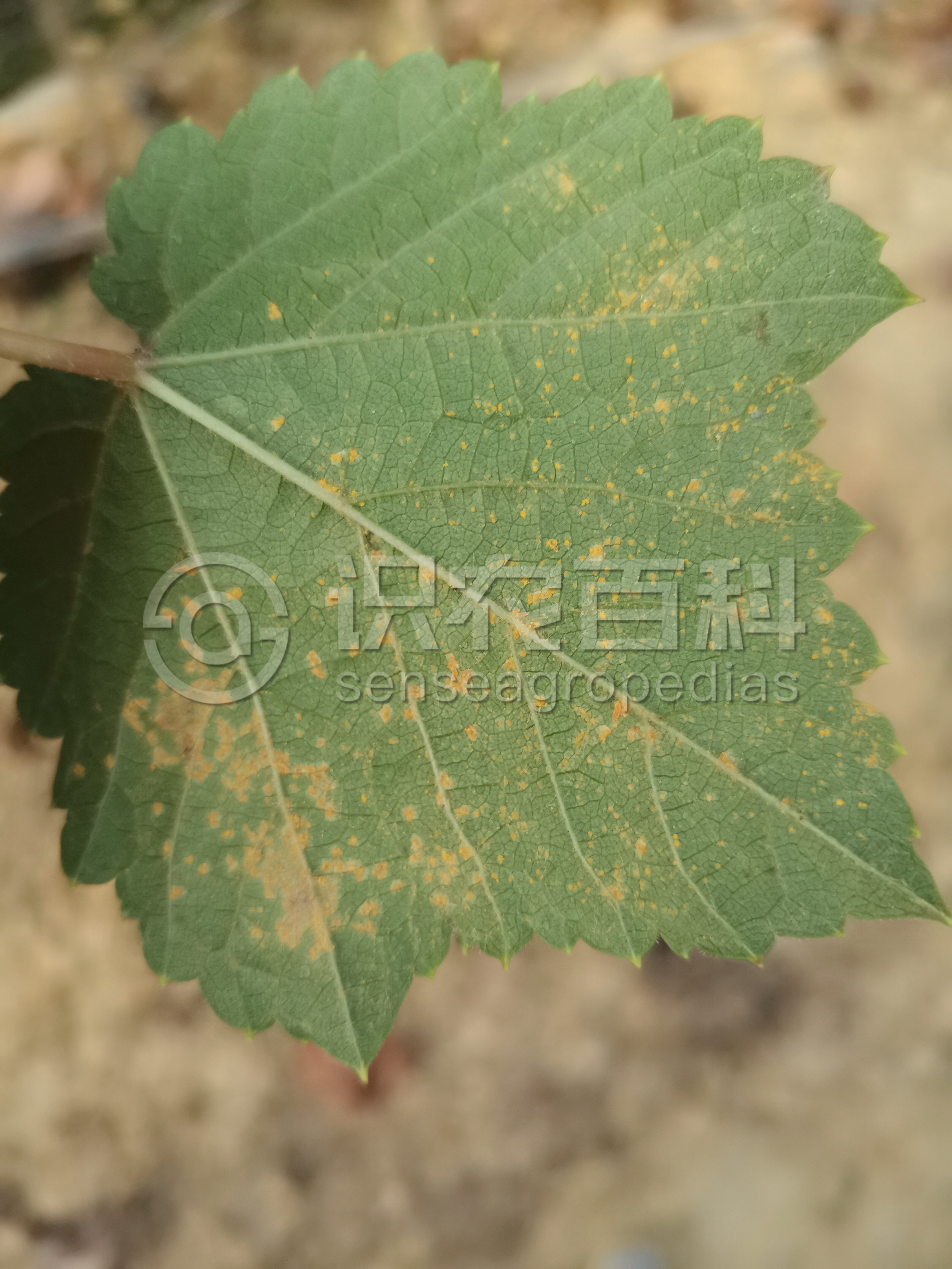 柑橘黄叶症状示例4