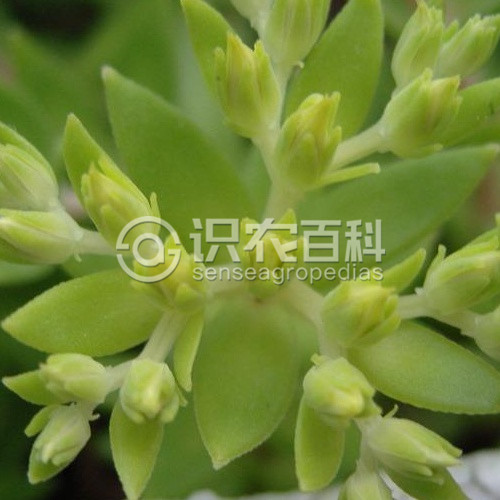 柑橘黄叶症状示例4