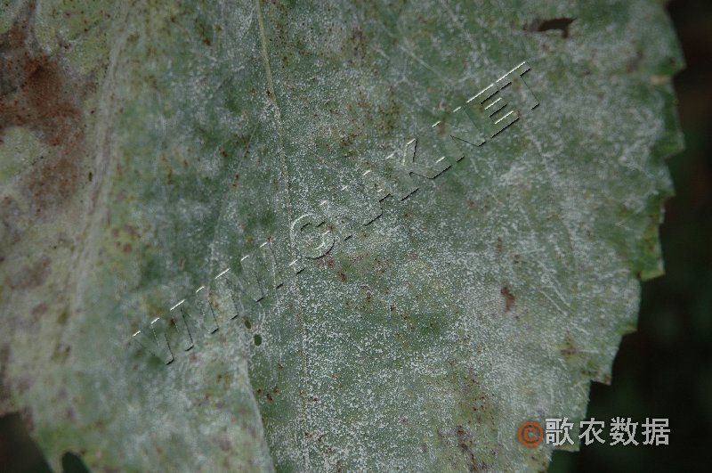 柑橘黄叶症状示例2