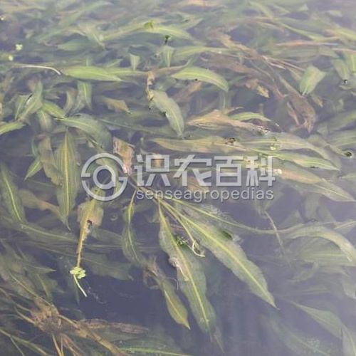 柑橘黄叶症状示例1