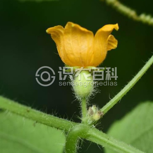 柑橘黄叶症状示例3