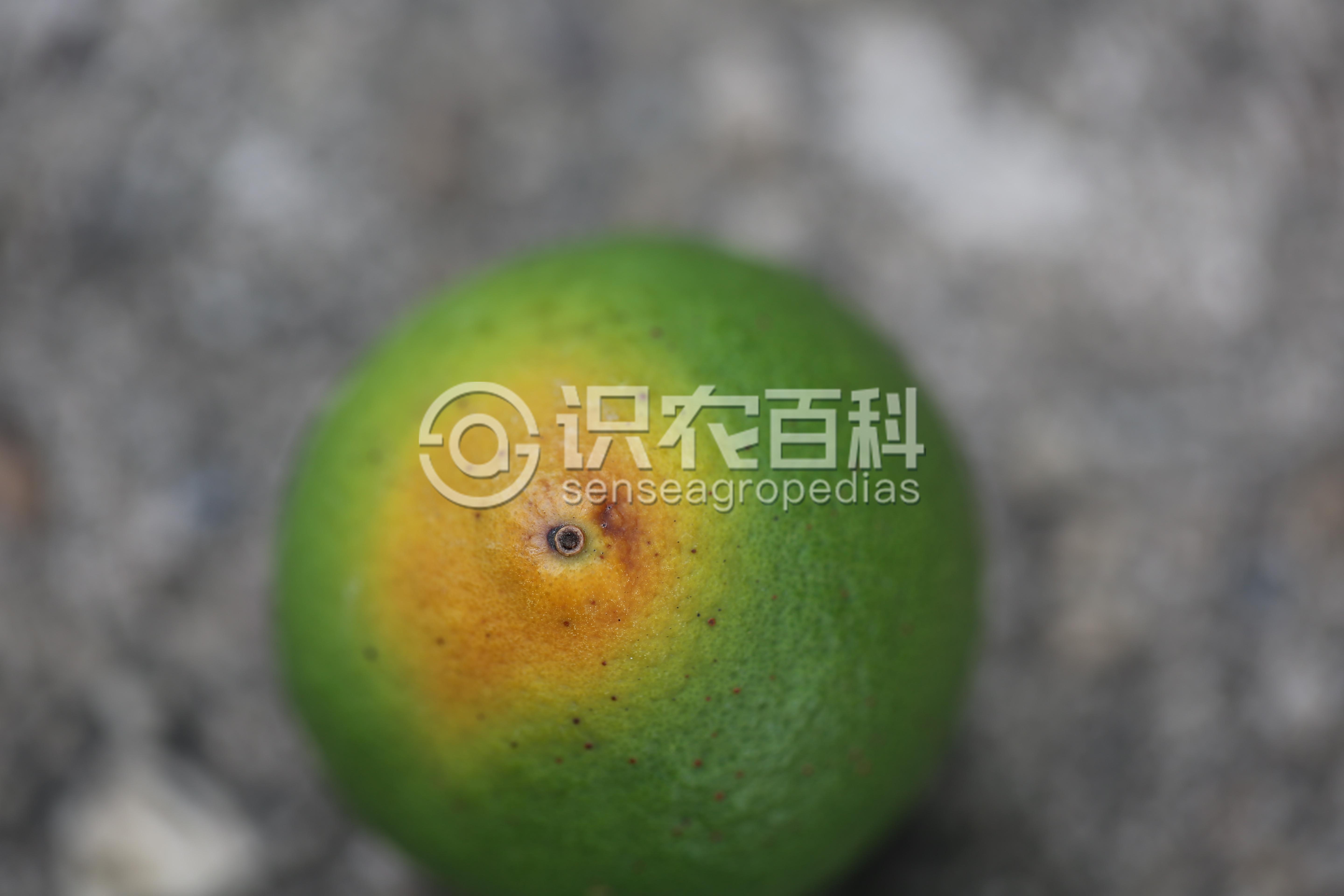 柑橘黄叶症状示例2