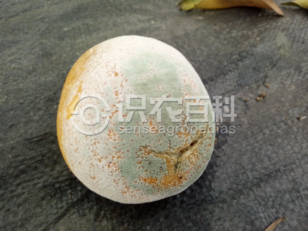 柑橘黄叶症状示例2