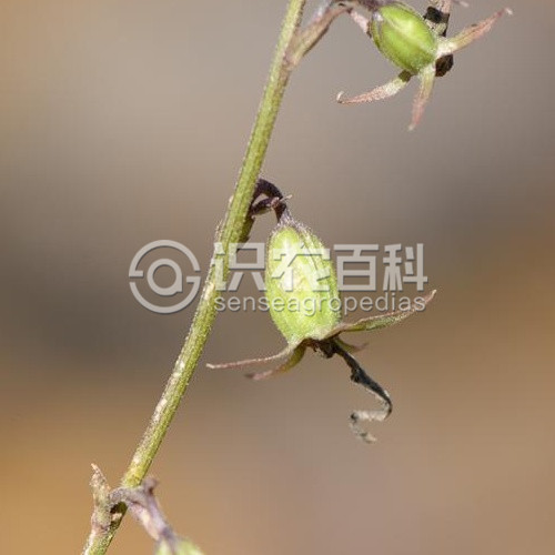 柑橘黄叶症状示例4